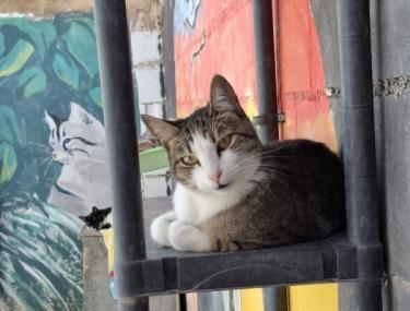 Primavera (geb. April 2024) - EKH-Katze, EKH - Katze