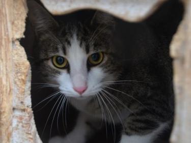 Primavera (geb. April 24), EKH - Kater