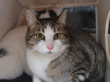 Primavera (geb. April 24), EKH - Kater
