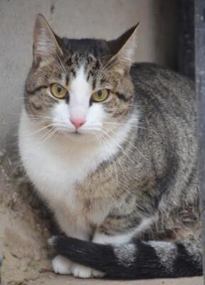 Primavera (geb. April 24), EKH - Kater