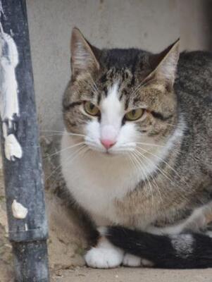 Primavera (geb. April 24), EKH - Kater