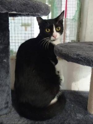 Princesa, Europäisch Kurzhaar - Katze