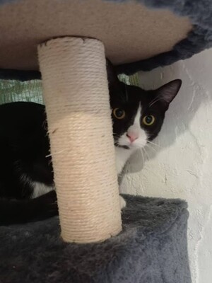 Princesa, Europäisch Kurzhaar - Katze