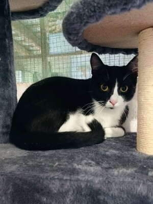 Princesa, Europäisch Kurzhaar - Katze
