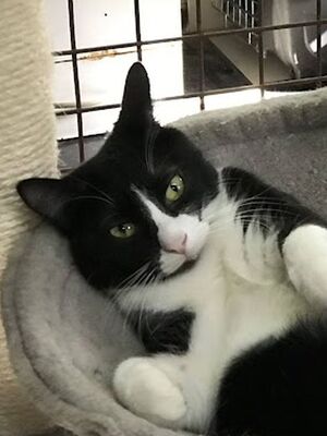Princesa, Europäisch Kurzhaar - Katze
