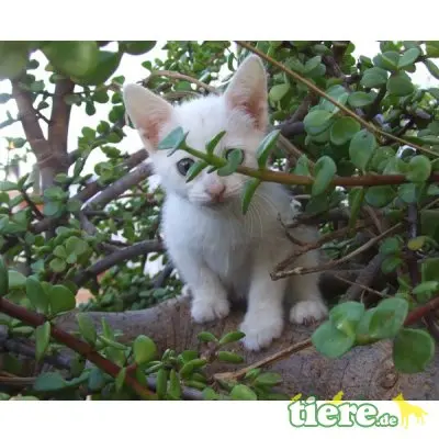 Princesa, Leukose positiv-wer mag mich trotzdem? - Katze