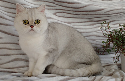 Princess von der Waldaist, Exotic Shorthiar (Perser kurzhaar) mit Stammbaum - Katze