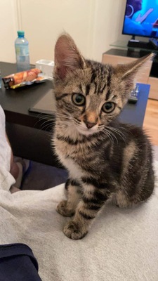 Prinz und Prinzessin, Hauskatze Jungtier - Katze