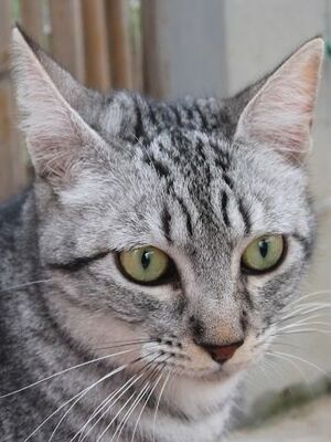 Priscila, Europäisch Kurzhaar - Katze