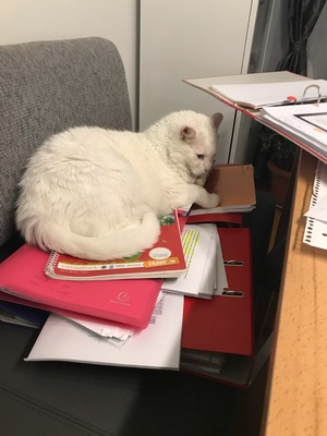 Puma, Albino und Hauskatze - Kater