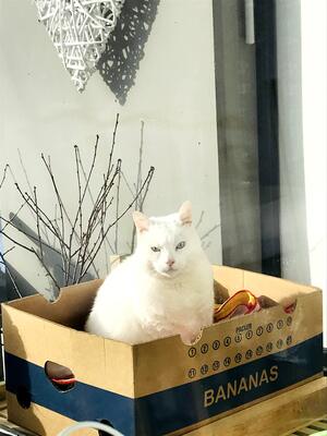 Puma, Mischling - Kater