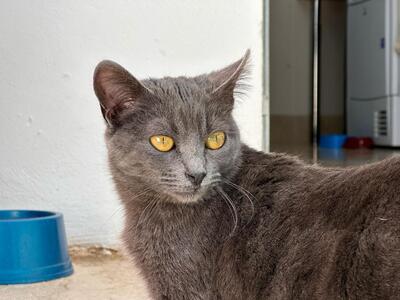 Puri, Mischling - Katze