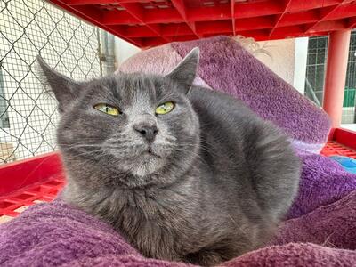 Puri, Mischling - Katze