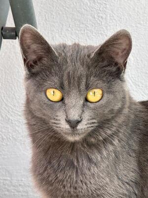 Puri, Mischling - Katze