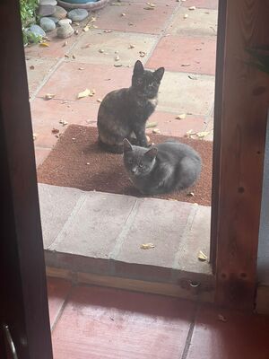 Puri, Mischling - Katze