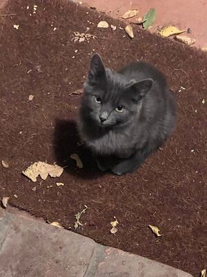 Puri, Mischling - Katze