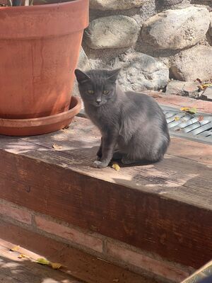 Puri, Mischling - Katze