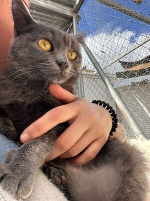 Puri, Mischling - Katze