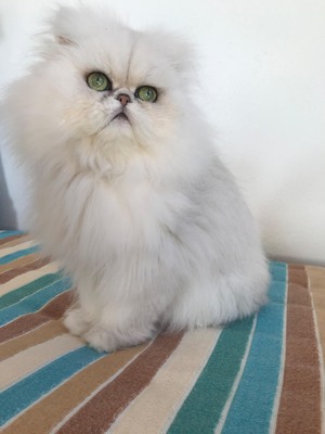 Purrsatin in der Farbe Chinchilla, Perser - Kater