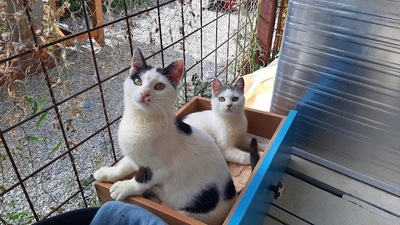 Queenie & Emily - Abenteuerlustige Katzenmädchen, ca. 7 Monate, Mischling - Katze