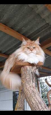 Quicksilver, Maine Coon - Katze
