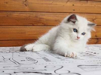 RAGDOLL Jungtier - Kater 1