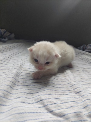 RAGDOLL Jungtier - Kater