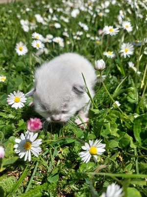 RAGDOLL Jungtier - Kater