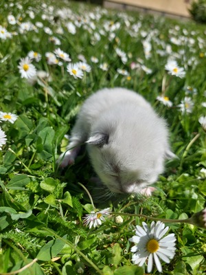 RAGDOLL Jungtier - Kater