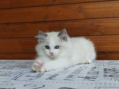 RAGDOLL Jungtier - Katze 1