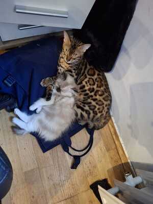 RAGDOLL Jungtier - Katze