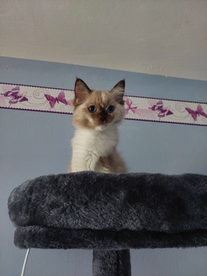 RAGDOLL Jungtier - Katze