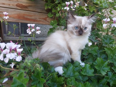 , RAGDOLL Jungtier - Katze
