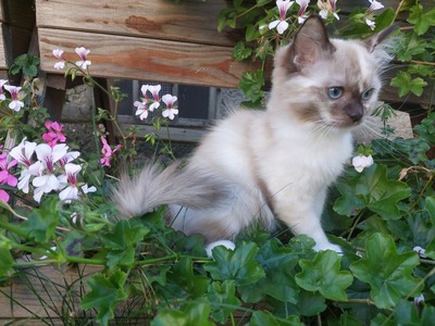 , RAGDOLL Jungtier - Katze