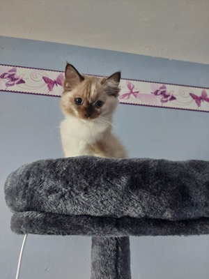 , RAGDOLL Jungtier - Katze