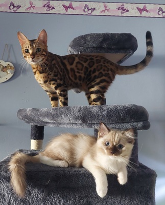 RAGDOLL Jungtier - Katze
