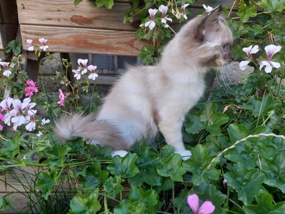 RAGDOLL Jungtier - Katze