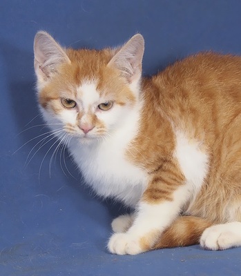 RALPH - R E S E R V I E R T !!!!! liebenswert, anhänglich, lebhaft, verspielt, verschmust, hundeverträglich, Mischling - Kater