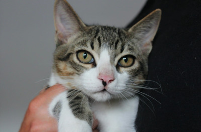 RESERVIERT: Bobby - Kater