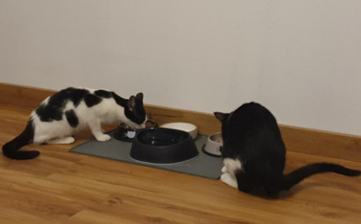 RESERVIERT: Clowns VILMA und NAKI/Schöffengrund(ALO), Europäische Kurzhaarkatze Jungtier - Katze