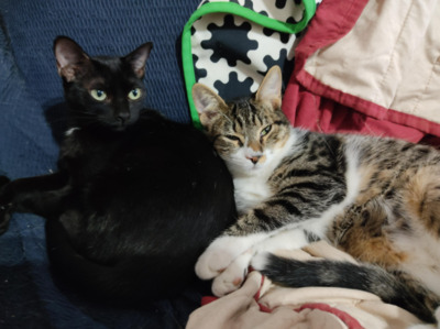 RESERVIERT: Cookie und Alma Jungtier - Kater