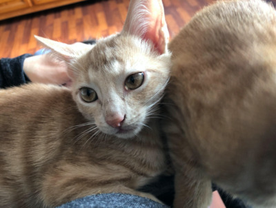 RESERVIERT: Dano und Horatio - Kater