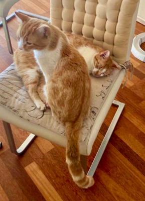 RESERVIERT Dreamteam Lilli u. Rolo (ALM) - Kater