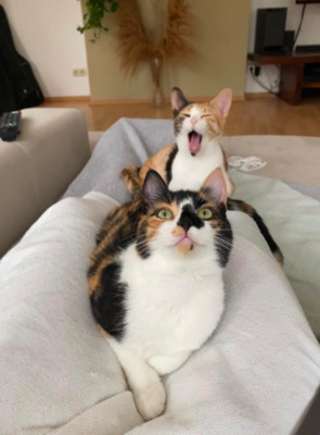 RESERVIERT: Freundinnen Kaie und Tiaret - Kater