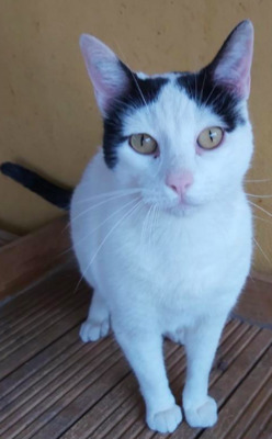 RESERVIERT Lucky bei Muc (ALM) - Kater