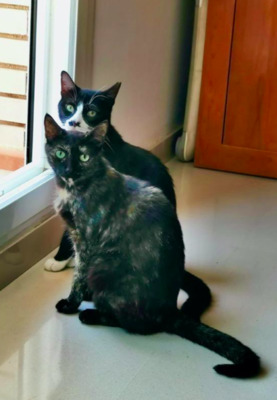 RESERVIERT: Luna und Chaplin - Kater