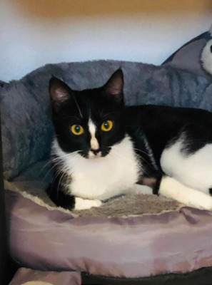 RESERVIERT Marta bei MUC (ALM) - Katze