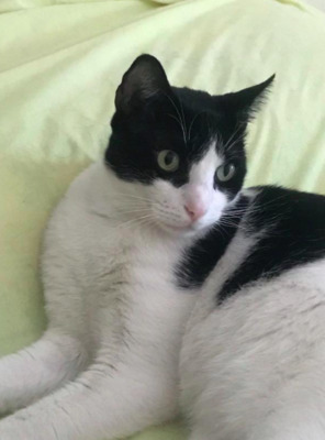 RESERVIERT Naos bei MUC ( ALM) - Kater