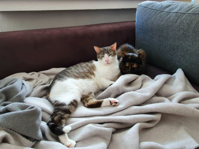 RESERVIERT: Pancho und Lisa - Kater