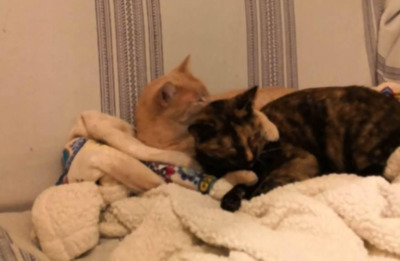 RESERVIERT: Pepita und Merica - Katze